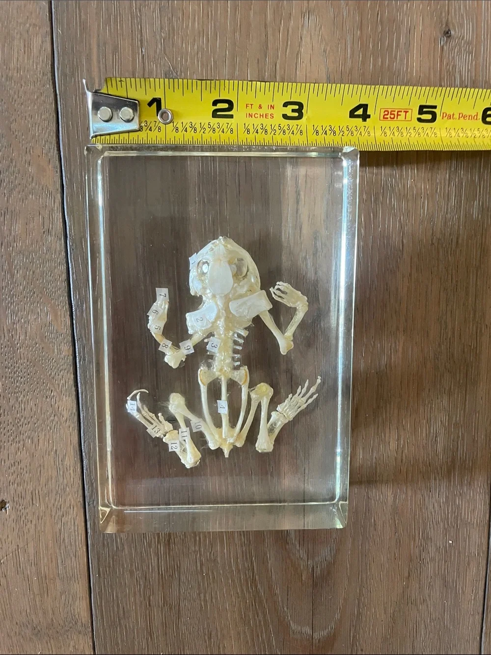 Frog Skeleton! New! - Picture 3 of 10